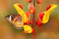 Cethosia cyane, Leopard Lacewing, tropical butterfly distributed from India to Malaysia. Beautiful insect sitting on red and yello