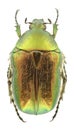 Cetonia aurata