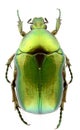 Cetonia aurata Royalty Free Stock Photo