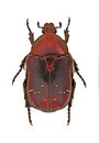 Cetonia aurata