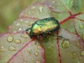 Cetonia aurata Royalty Free Stock Photo