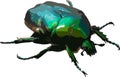 Cetonia aurata called the green rose chafer is a beetle that has a metallic structurally coloured green and a distinct V-shaped