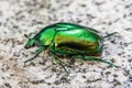 Cetonia Aurata, Called The Rose Chafer Or The Green Rose Chafer, Is A Beetle, 20 Millimetres Long, That Has A Metallic Body