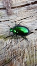 Cetonia aurata, called the rose chafer or the green rose chafer, is a beetle Royalty Free Stock Photo