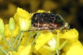 Rose chafer (Cetonia aurata ) or the green rose chafe on rapeseed flower. Royalty Free Stock Photo