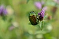 Cetonia aurata, called the rose chafer or the green rose chafer, is a beetle Royalty Free Stock Photo