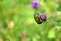 Insect Cetonia aurata, called the rose chafer or the green rose chafer, is a beetle Royalty Free Stock Photo