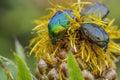 Beetle  Cetonia aurata, called the rose chafer or the green rose chafer. Royalty Free Stock Photo