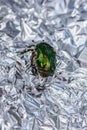 Cetonia Aurata On Foil Background. Forest, Animal Wildlife, Outdoor Concept