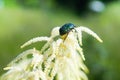Cetonia aurata or Green Chafer beetle on a flower. The Golden Goldsmiths