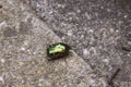 Cetonia aurata, green rose chafer, with beautiful green golden shiny shell on neutral background. Metallic gold coloured beetle
