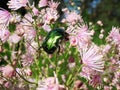 Cetonia aurata, scarab family (Scarabaeidae) Royalty Free Stock Photo