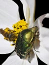 Cetonia beetle and bee on white flower Royalty Free Stock Photo