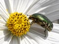 Cetonia beetle and bee on white flower Royalty Free Stock Photo