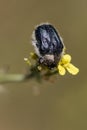 Hemipteros, Insects in their natural environment. Macro photography.