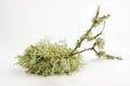 Cetraria islandica (iceland moss) isolated on white background Royalty Free Stock Photo