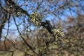 Cetraria Islandica vommon Iceland moss on the plum tree Royalty Free Stock Photo