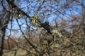 Cetraria Islandica vommon Iceland moss on the plum tree Royalty Free Stock Photo