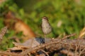 Cetti`s Warbler bird on a branch Royalty Free Stock Photo