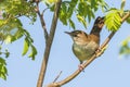 Cetti`s warbler, cettia cetti, bird singing and perched Royalty Free Stock Photo