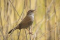 Cetti\'s warbler, cettia cetti, bird singing and perched Royalty Free Stock Photo