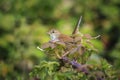 Cetti\'s warbler, cettia cetti, bird singing and perched Royalty Free Stock Photo