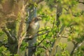 Cetti\'s warbler, cettia cetti, bird singing and perched Royalty Free Stock Photo