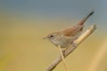 Cetti's Warbler - Cettia cetti Royalty Free Stock Photo