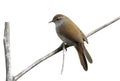 CETTI`S WARBLER, Cettia cetti Royalty Free Stock Photo