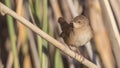 Cetti`s Warbler on Straw Looking Left Royalty Free Stock Photo