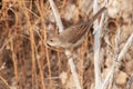 Cetti`s Warbler (Cettia cetti) foraging among dry grasses Royalty Free Stock Photo