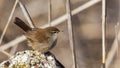 Cetti`s Warbler Royalty Free Stock Photo