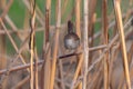 Cetti`s Warbler on dry reed. Cettia cetti Royalty Free Stock Photo