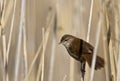 Cetti's Warbler Royalty Free Stock Photo