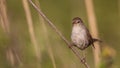 Cetti`s Warbler on Reed Looking Around Royalty Free Stock Photo