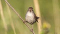 Cetti`s Warbler on Reed Looking at Camera Royalty Free Stock Photo