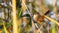 Cetti`s Warbler on Straw Royalty Free Stock Photo