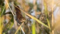 Cetti`s Warbler on Straw Royalty Free Stock Photo
