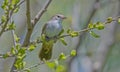 Cetti's Warbler (Cettia cetti) Royalty Free Stock Photo