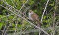 Cetti's Warbler (Cettia cetti) Royalty Free Stock Photo