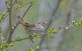 Cetti's Warbler (Cettia cetti) Royalty Free Stock Photo