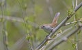 Cetti's Warbler (Cettia cetti) Royalty Free Stock Photo