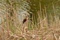Cettia cetti sits and sings on a reed