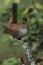 Cettis warbler against a green leafy background. Royalty Free Stock Photo