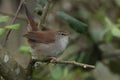 Cettis warbler against a green leafy background. Royalty Free Stock Photo