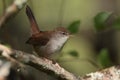 Cettis warbler against a green leafy background. Royalty Free Stock Photo