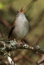 Cettis warbler against a green leafy background. Royalty Free Stock Photo
