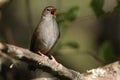 Cettis warbler against a green leafy background. Royalty Free Stock Photo
