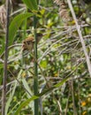 Cettis Warbler on a cane