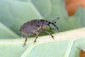 Ceutorhynchus napi - rape stem weevi is a beetle from family Curculionidae. This is pest of Brassicaceae, oligophagous. Royalty Free Stock Photo